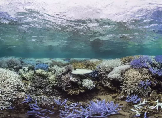 Les océans proches de leur record de chaleur