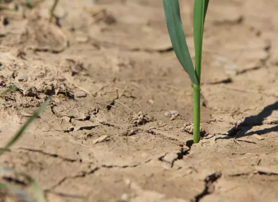 La moitié de la Guadeloupe en alerte sécheresse, le niveau des nappes en cause