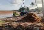 Guadeloupe : une veille sanitaire instaurée après des échouements massifs de sargasses