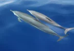 Pacifique : Les îles Salomon rétablissent l'interdiction d'exporter des dauphins