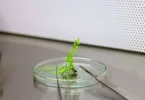 En Polynésie, un laboratoire de culture in vitro pour sauver la flore indigène et endémique