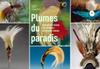 «&nbsp;Plumes du Paradis&nbsp;» ou les voyages d’un oiseau extraordinaire de Nouvelle-Guinée en exposition au musée du Quai Branly-Jacques-Chirac