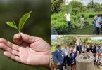 La Réunion a accueilli la première édition de l’International Tea Symposium