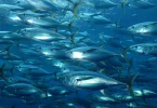 Poissons contaminés au mercure : une vigilance importante dans les Outre-mer