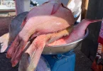 Mayotte : La pêche recrute des jeunes pour se professionnaliser et bâtir une filière plus solide