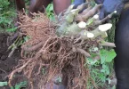 Nouvelle-Calédonie : Le prix du kava importé en hausse de 37% depuis le début de l’année