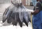 Nouvelle-Calédonie : La pêche professionnelle bientôt mieux encadrée dans les eaux calédoniennes