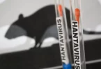 Hantavirus : Le cas contact passé par la Polynésie toujours en isolement à Pitcairn, sept voyageurs autorisés à repartir via Tahiti