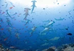 Biodiversité : La présence d'une nouvelle espèce de requin marteau confirmée en Polynésie