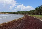 Sargasses aux Antilles : des potentiels de valorisation mais des freins financiers et réglementaires importants, analyse le Cerom