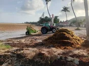 Guadeloupe : une veille sanitaire instaurée après des échouements massifs de sargasses