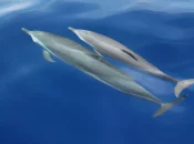 Pacifique : Les îles Salomon rétablissent l'interdiction d'exporter des dauphins