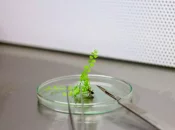 En Polynésie, un laboratoire de culture in vitro pour sauver la flore indigène et endémique