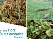 Parution du premier atlas de la flore des TAAF : un patrimoine végétal rare et exceptionnel enfin révélé