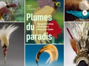 «&nbsp;Plumes du Paradis&nbsp;» ou les voyages d’un oiseau extraordinaire de Nouvelle-Guinée en exposition au musée du Quai Branly-Jacques-Chirac