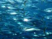 Poissons contaminés au mercure : une vigilance importante dans les Outre-mer