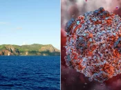 En quarantaine à Pitcairn, un cas d’hantavirus a transité par la Polynésie française