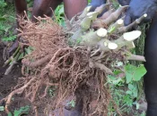 Nouvelle-Calédonie : Le prix du kava importé en hausse de 37% depuis le début de l’année