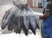 Nouvelle-Calédonie : La pêche professionnelle bientôt mieux encadrée dans les eaux calédoniennes