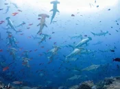 Biodiversité : La présence d'une nouvelle espèce de requin marteau confirmée en Polynésie