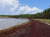 Sargasses aux Antilles : des potentiels de valorisation mais des freins financiers et réglementaires importants, analyse le Cerom