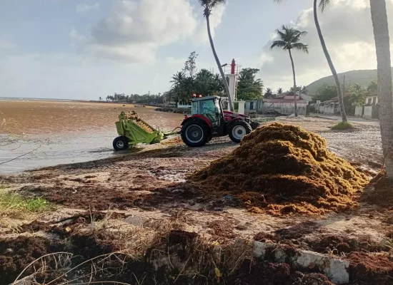 Guadeloupe : une veille sanitaire instaurée après des échouements massifs de sargasses