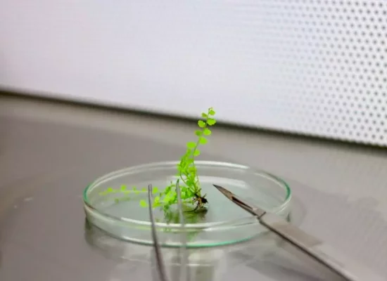 En Polynésie, un laboratoire de culture in vitro pour sauver la flore indigène et endémique