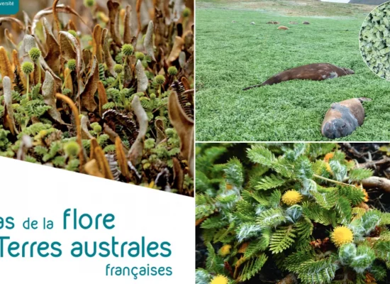 Parution du premier atlas de la flore des TAAF : un patrimoine végétal rare et exceptionnel enfin révélé