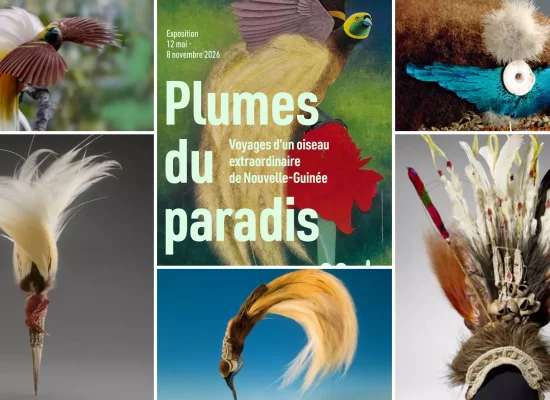 «&nbsp;Plumes du Paradis&nbsp;» ou les voyages d’un oiseau extraordinaire de Nouvelle-Guinée en exposition au musée du Quai Branly-Jacques-Chirac