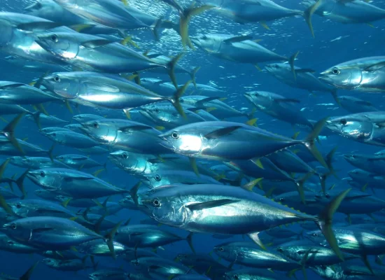 Poissons contaminés au mercure : une vigilance importante dans les Outre-mer