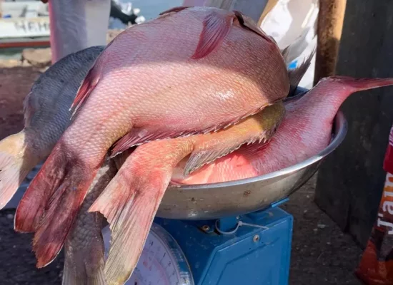 Mayotte : La pêche recrute des jeunes pour se professionnaliser et bâtir une filière plus solide