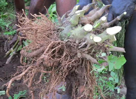Nouvelle-Calédonie : Le prix du kava importé en hausse de 37% depuis le début de l’année