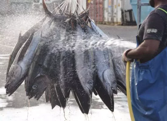 Nouvelle-Calédonie : La pêche professionnelle bientôt mieux encadrée dans les eaux calédoniennes