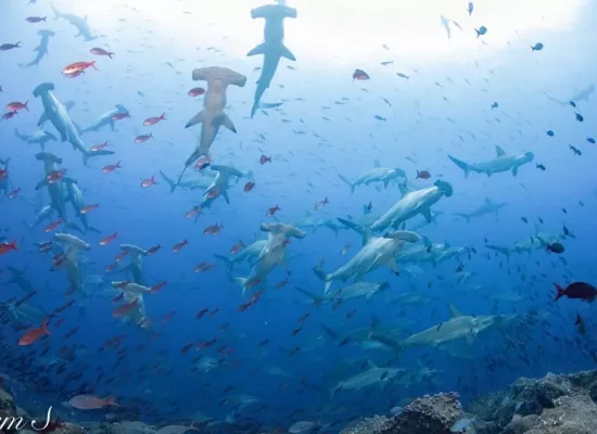 Biodiversité : La présence d'une nouvelle espèce de requin marteau confirmée en Polynésie